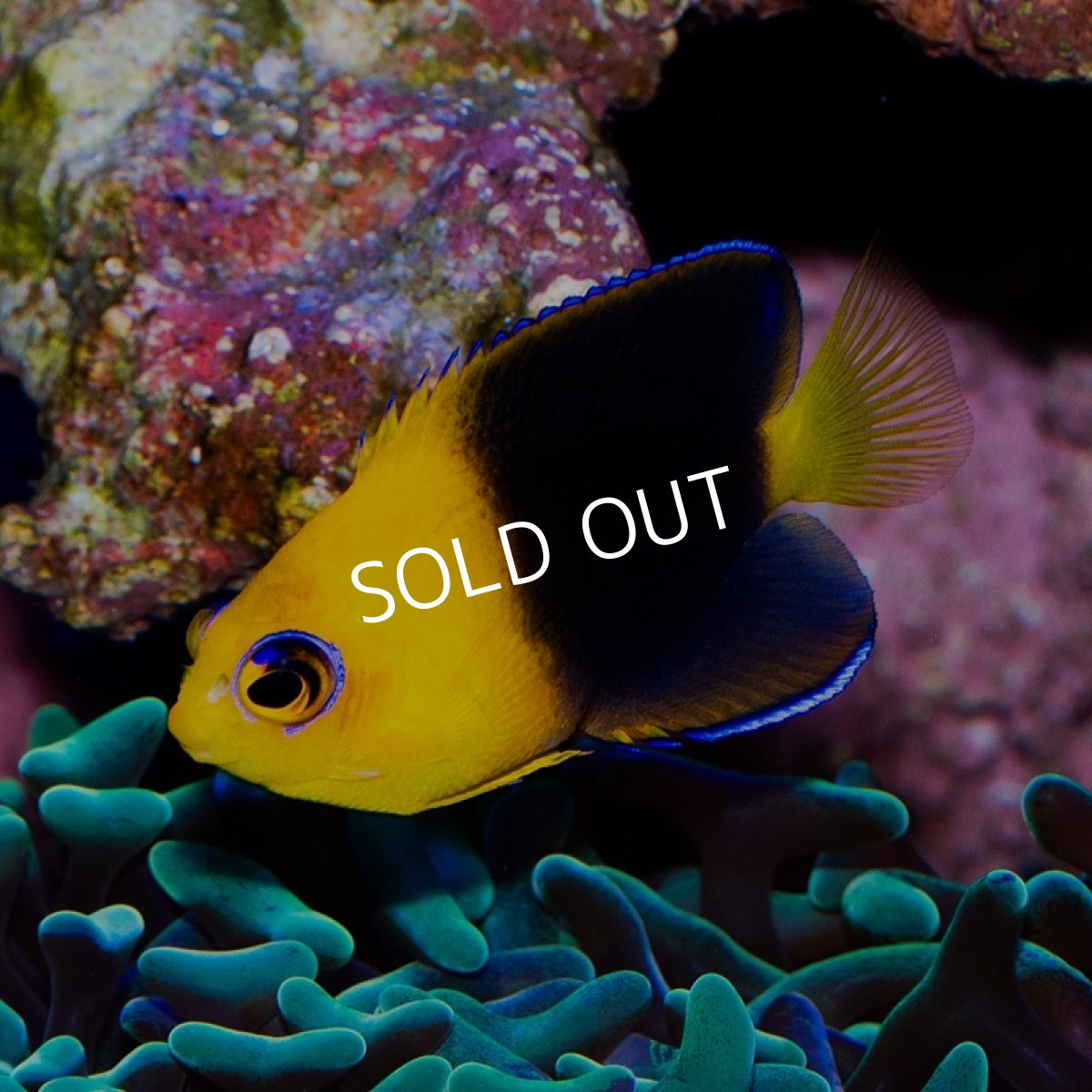 画像1: ■SALE■ココスピグミーエンゼル　国産ブリード (1)