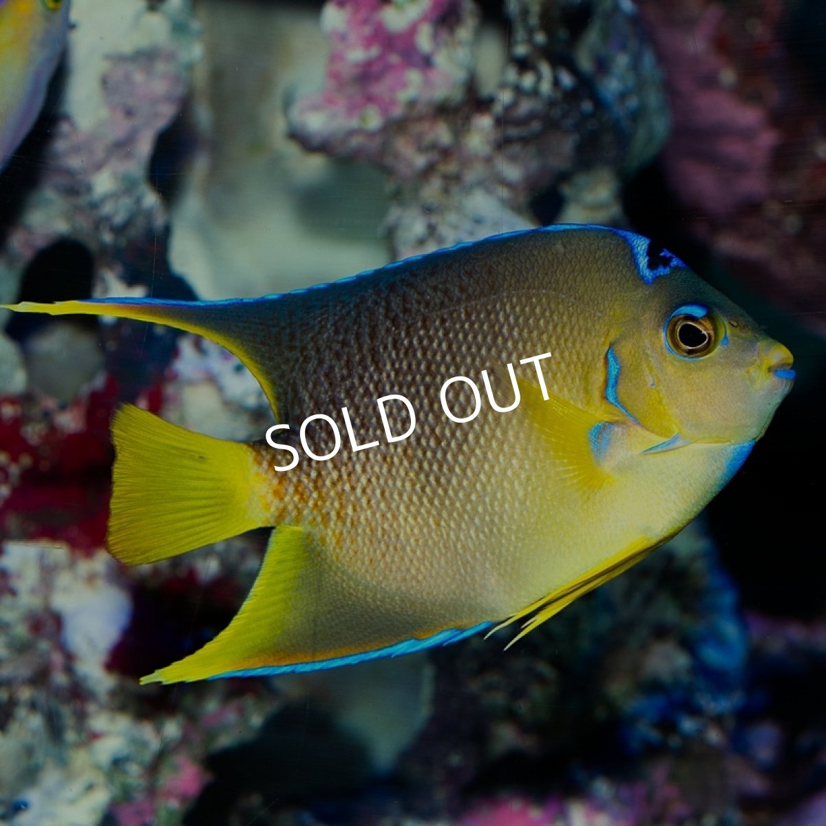 画像2: ■SALE■ブルーエンゼル　カリブ (2)