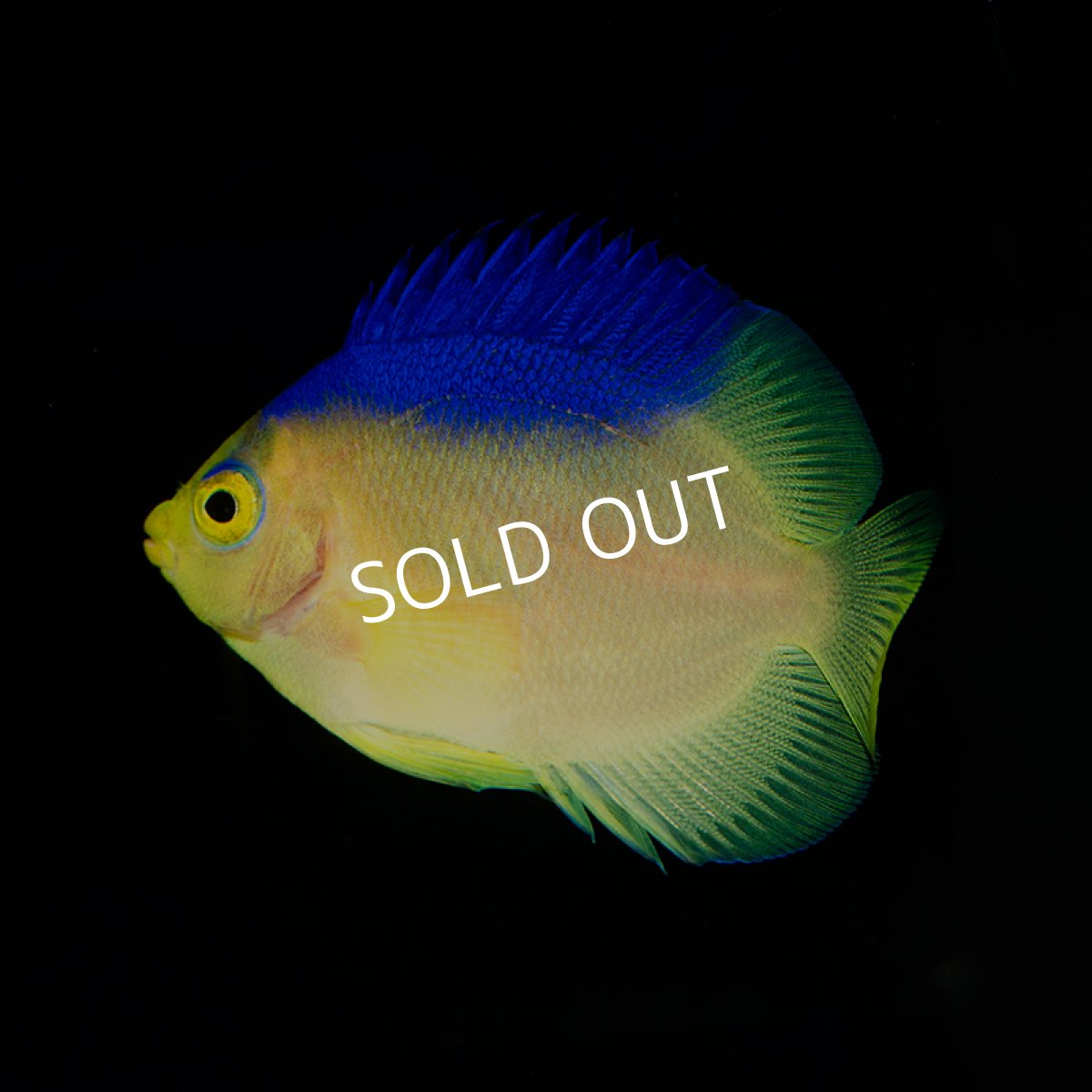 画像2: ■SALE■コリンズピグミーエンゼル　幼魚　国産ブリード (2)