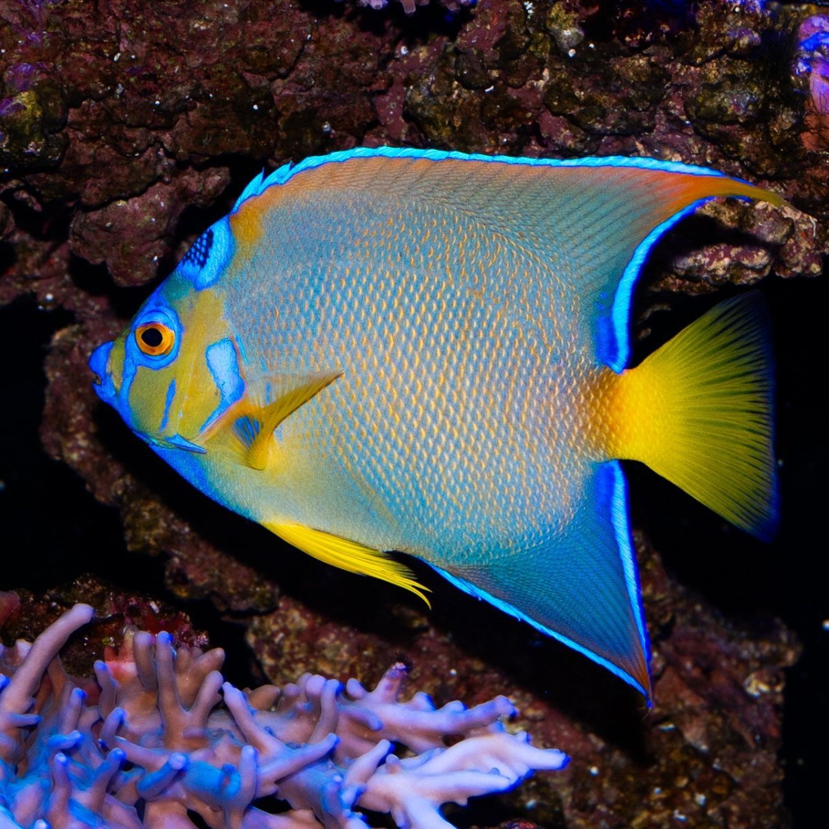 画像2: クイーンエンゼル L カリブ (2)