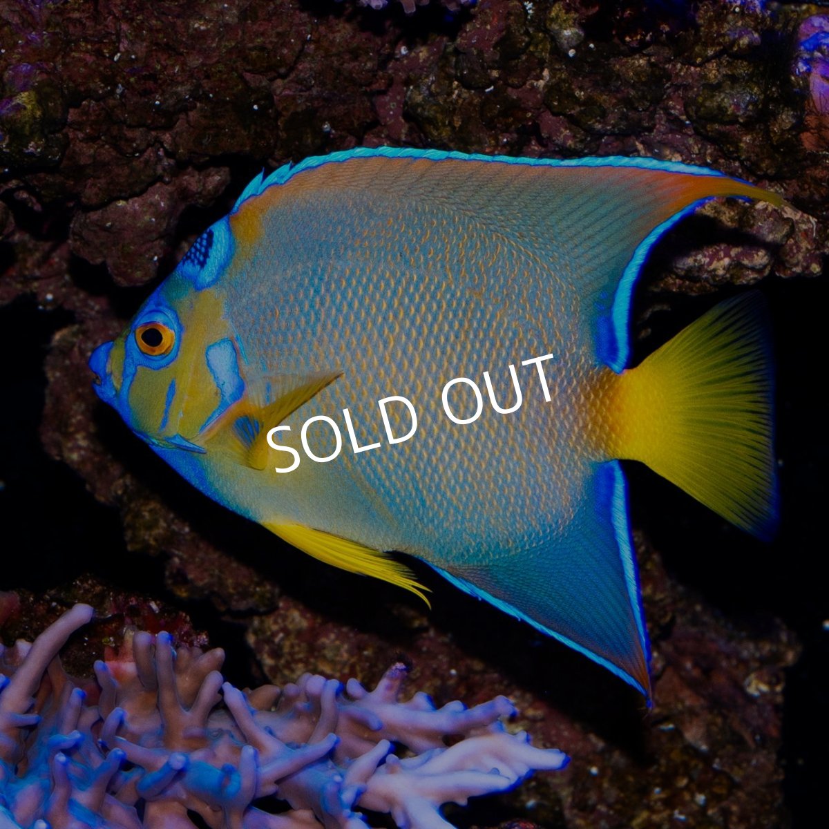 画像2: クイーンエンゼル L カリブ (2)