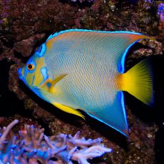 画像2: クイーンエンゼル L カリブ (2)