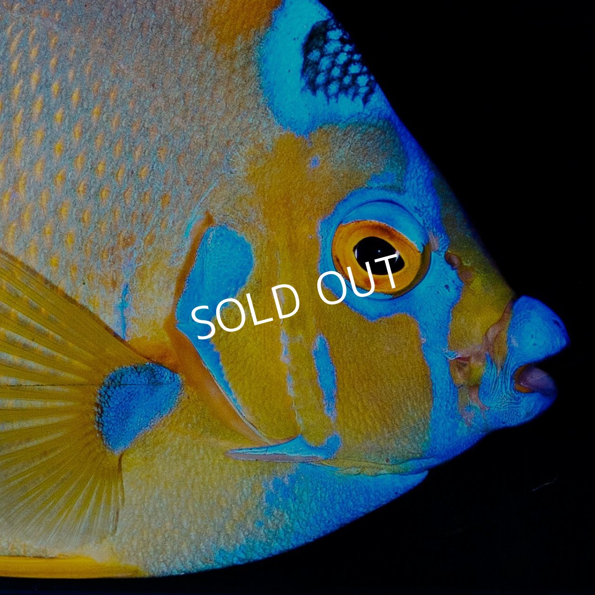 画像3: クイーンエンゼル L カリブ (3)