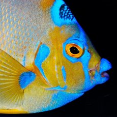 画像3: クイーンエンゼル L カリブ (3)