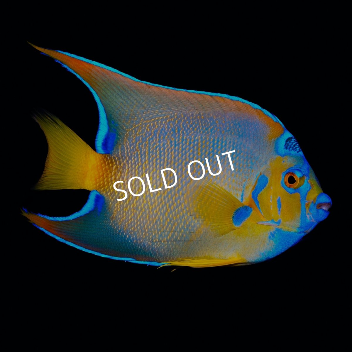 画像1: クイーンエンゼル L カリブ (1)