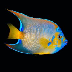 画像1: クイーンエンゼル L カリブ (1)