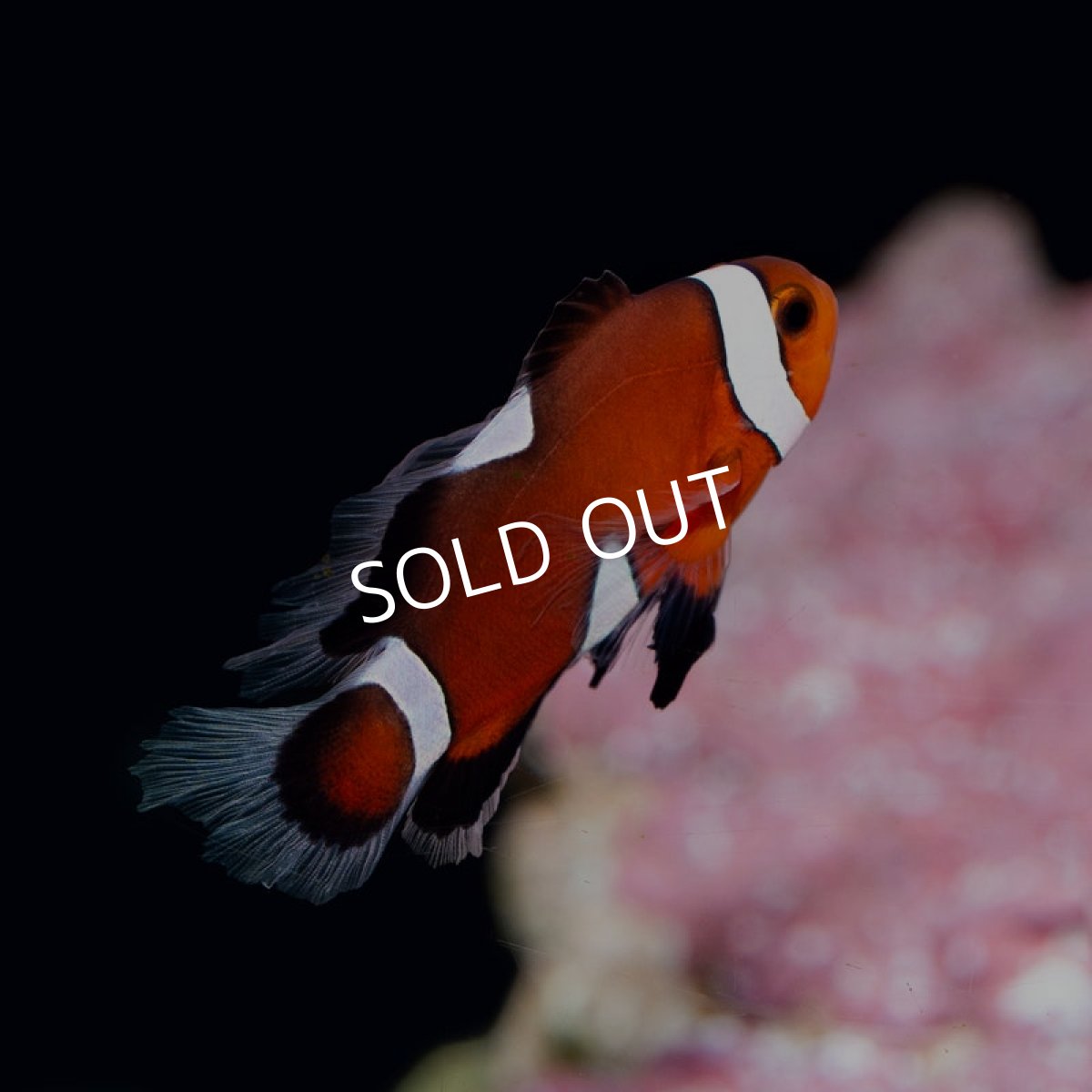 画像1: ■SALE■ロングフィンオセラリス  (1)