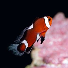 画像1: ■SALE■ロングフィンオセラリス  (1)