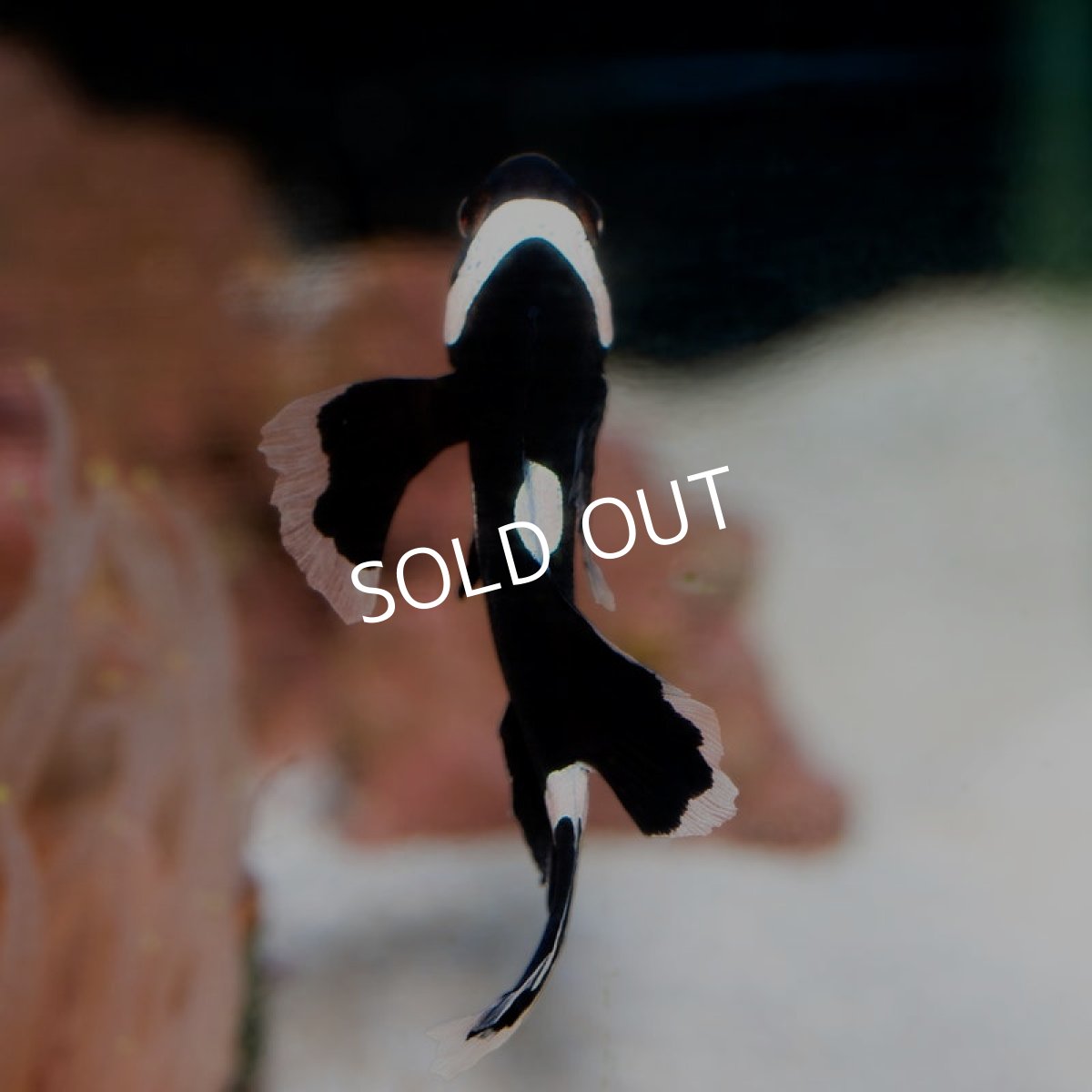 画像2: ■SALE■ロングフィンブラックオセラリス  (2)