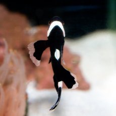 画像2: ■SALE■ロングフィンブラックオセラリス  (2)