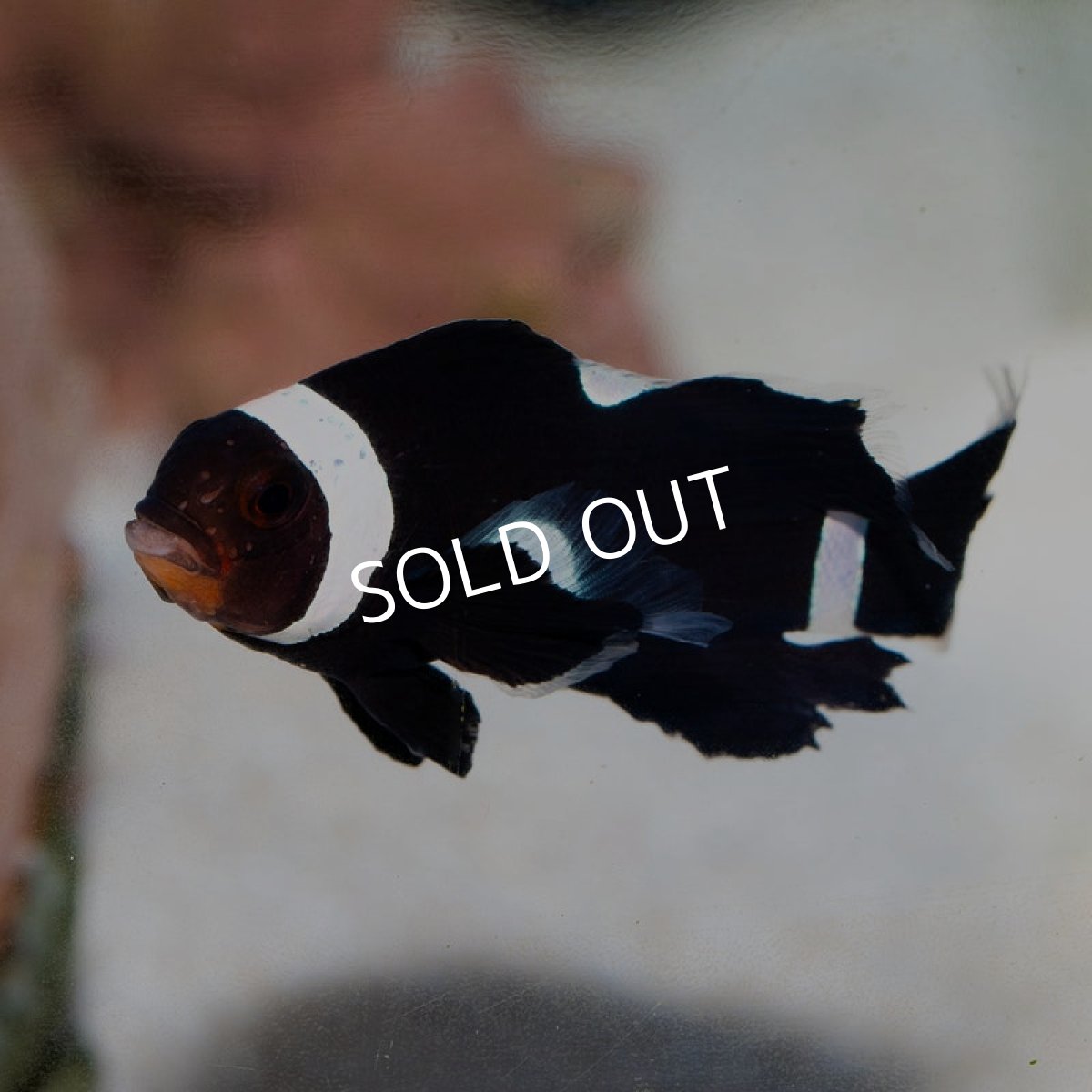 画像1: ■SALE■ロングフィンブラックオセラリス  (1)