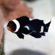 画像1: ■SALE■ロングフィンブラックオセラリス  (1)