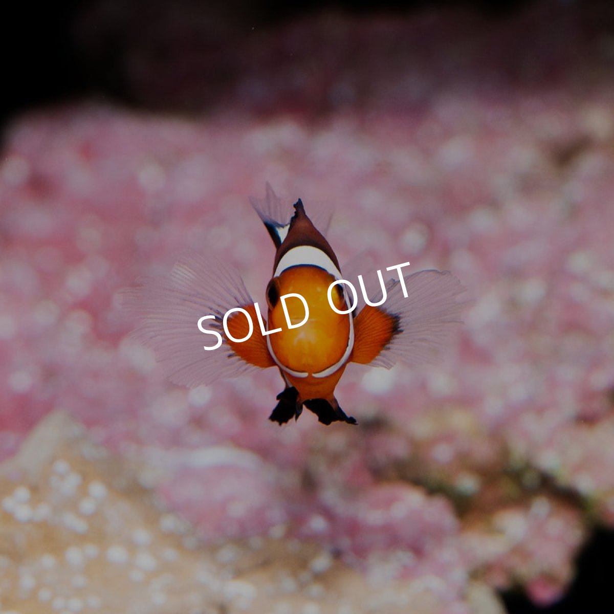 画像2: ■SALE■ロングフィンオセラリス  (2)