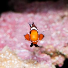 画像2: ■SALE■ロングフィンオセラリス  (2)