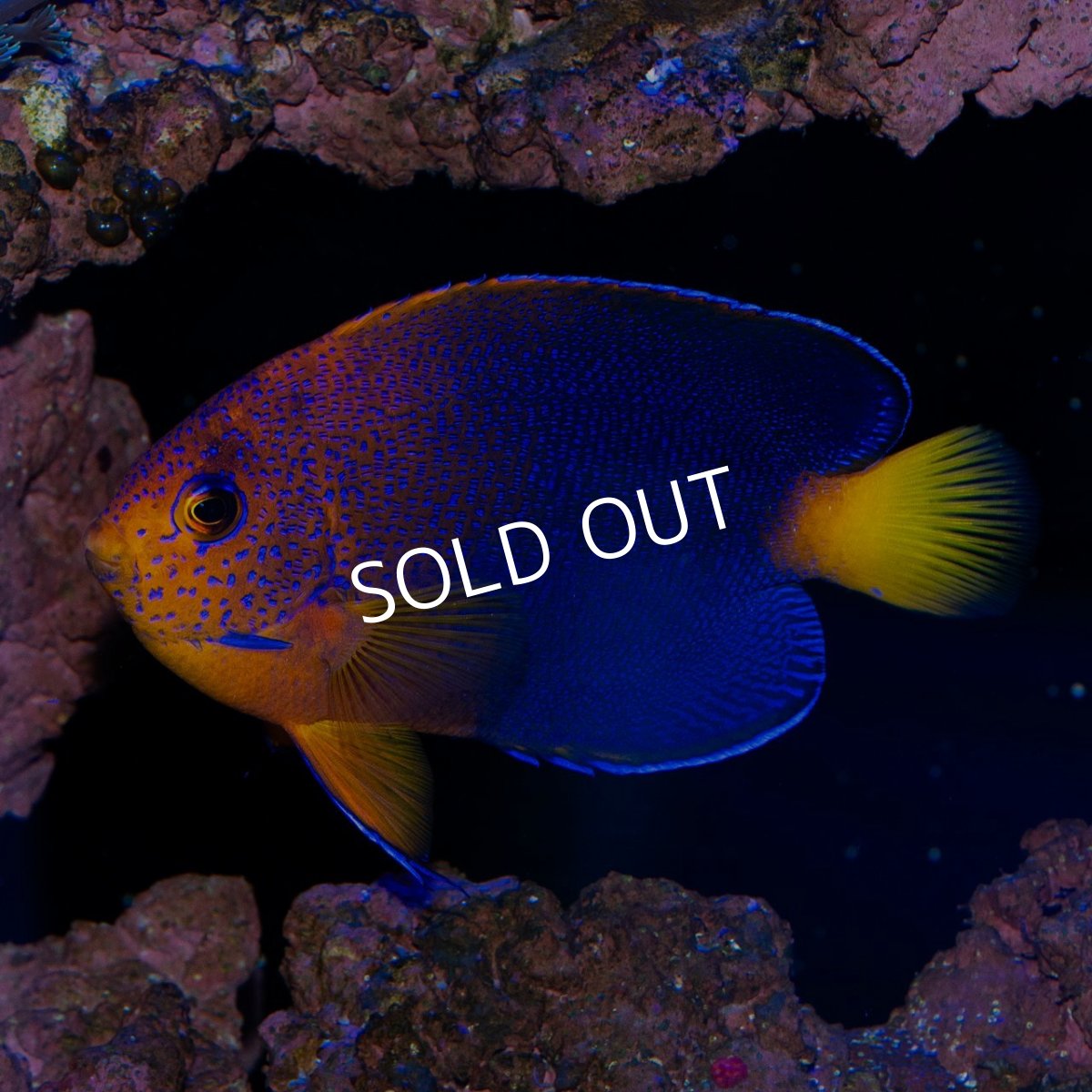 画像3: お問い合せページ (3)