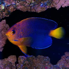 画像3: お問い合せページ (3)