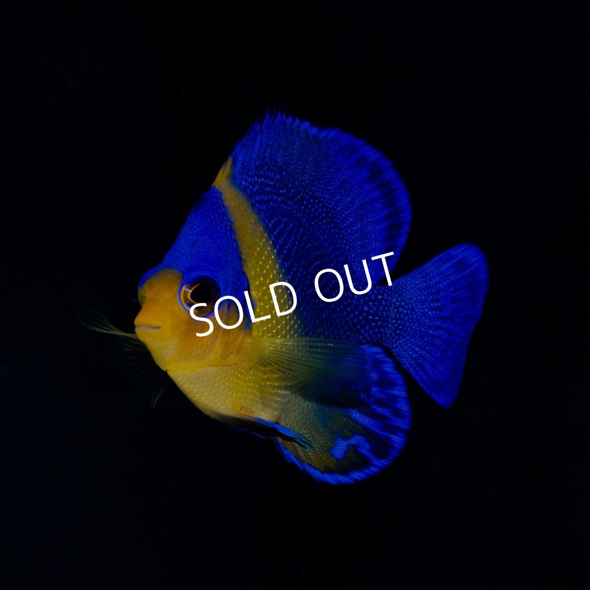 画像1: ■SALE■スミレヤッコ SM 八重山産 (1)