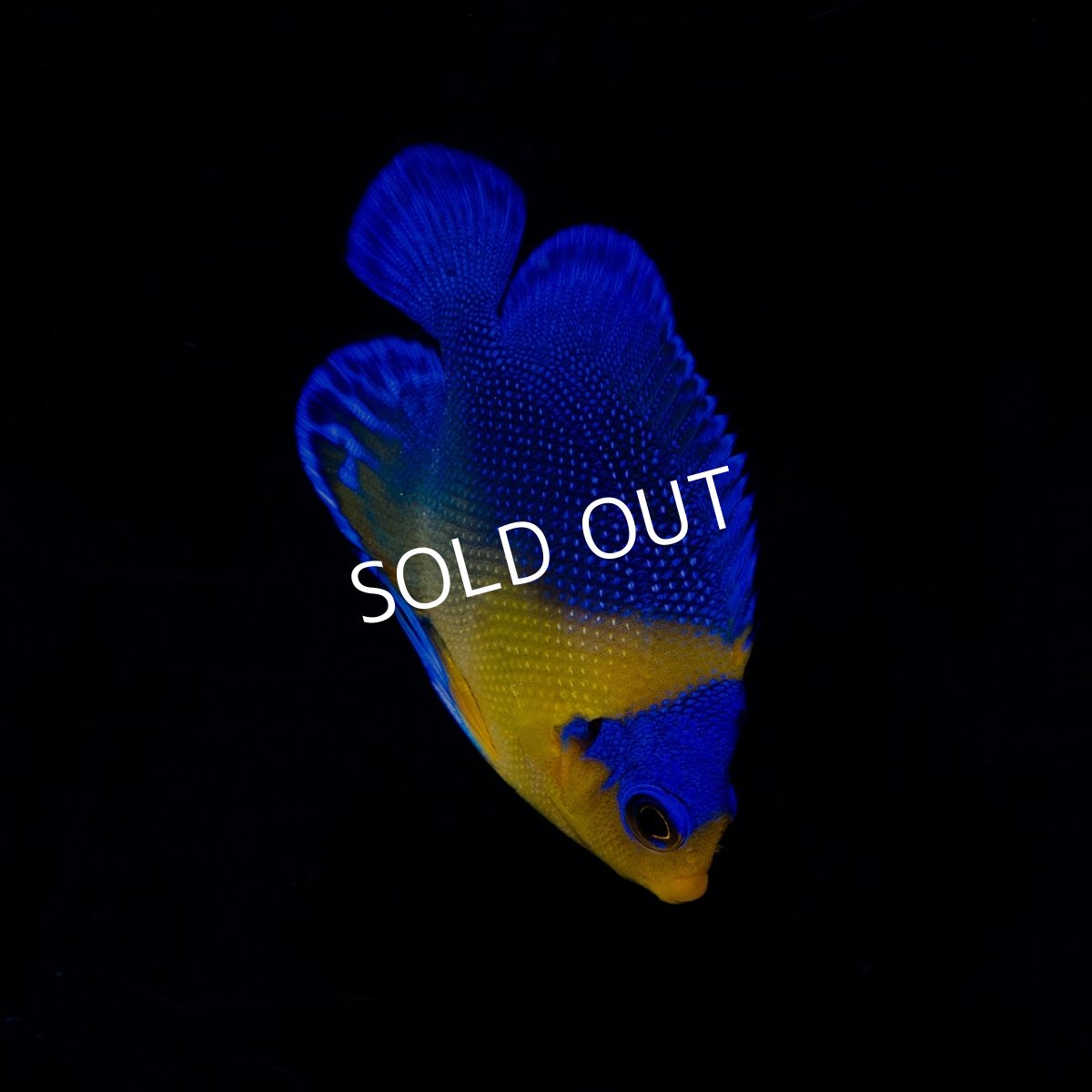 画像2: ■SALE■スミレヤッコ SM 八重山産 (2)