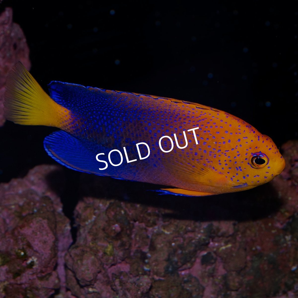 画像4: お問い合せページ (4)