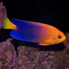 画像4: お問い合せページ (4)