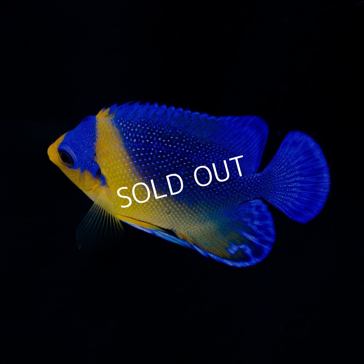 画像3: ■SALE■スミレヤッコ SM 八重山産 (3)