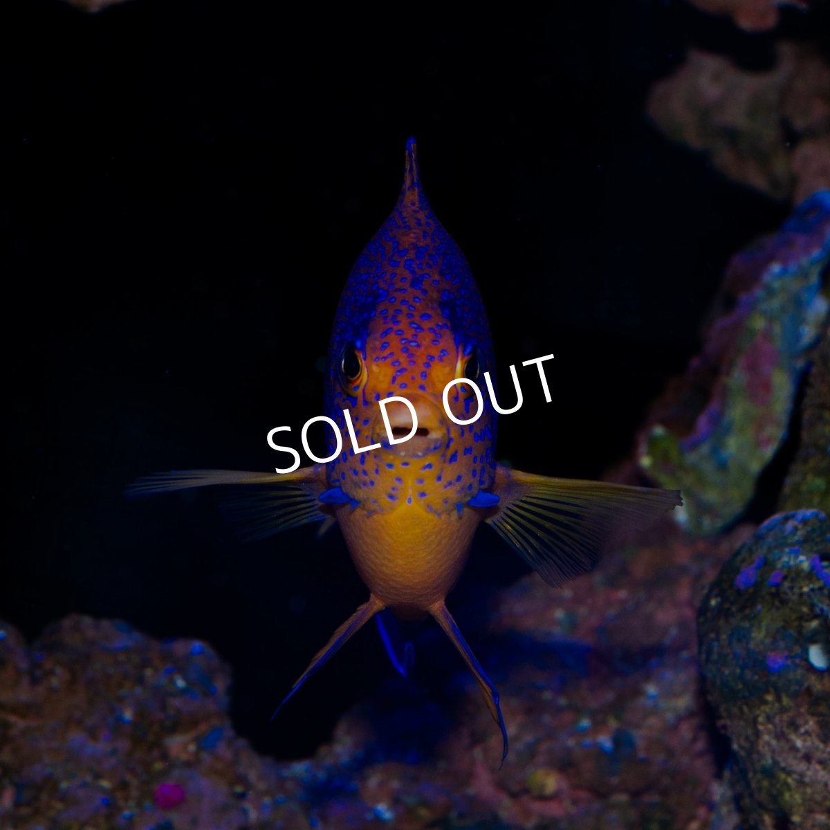 画像2: お問い合せページ (2)