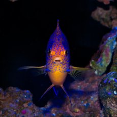 画像2: お問い合せページ (2)