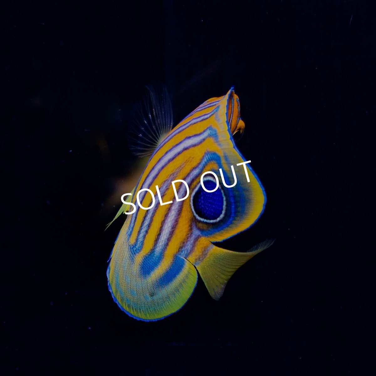 画像2: インドニシキヤッコ S (2)