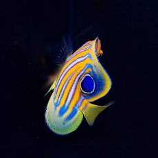 画像2: インドニシキヤッコ S (2)