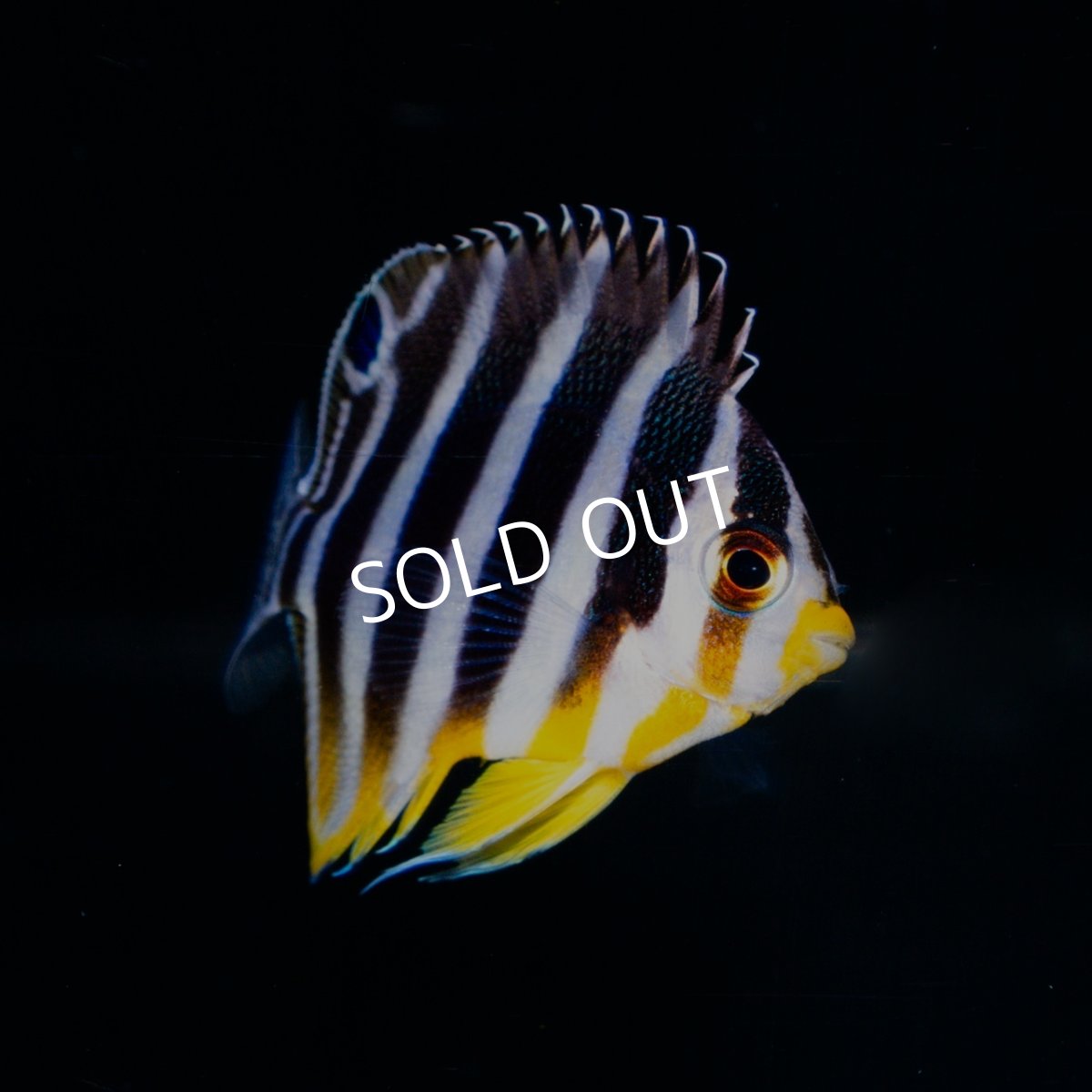 画像1: ■SALE■シマヤッコ 国内ブリード (1)