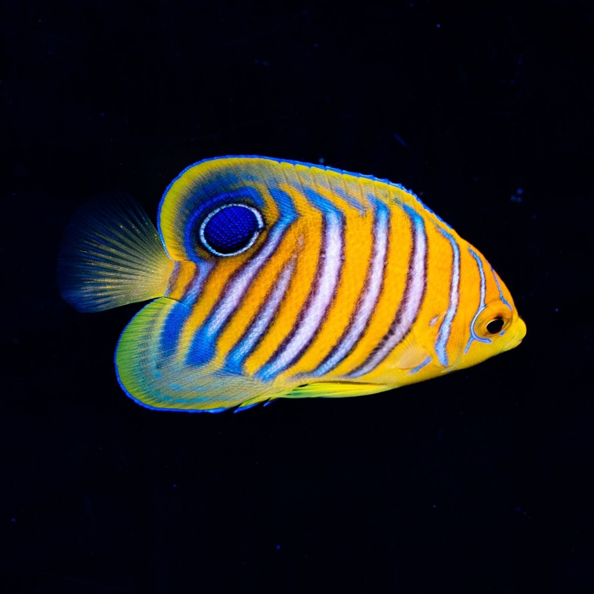 画像3: インドニシキヤッコ S (3)