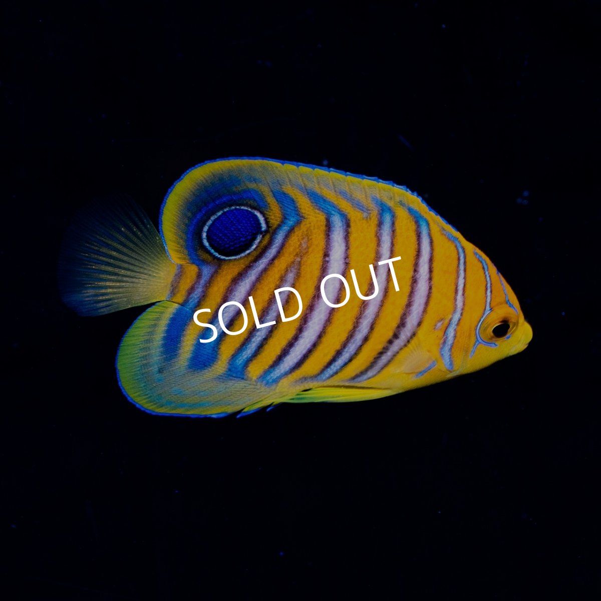 画像3: インドニシキヤッコ S (3)