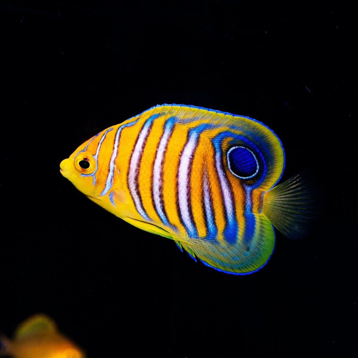 画像1: インドニシキヤッコ S (1)