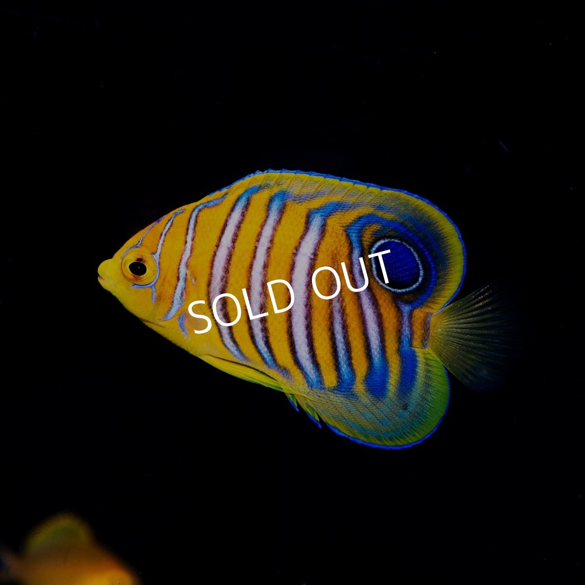 画像1: インドニシキヤッコ S (1)