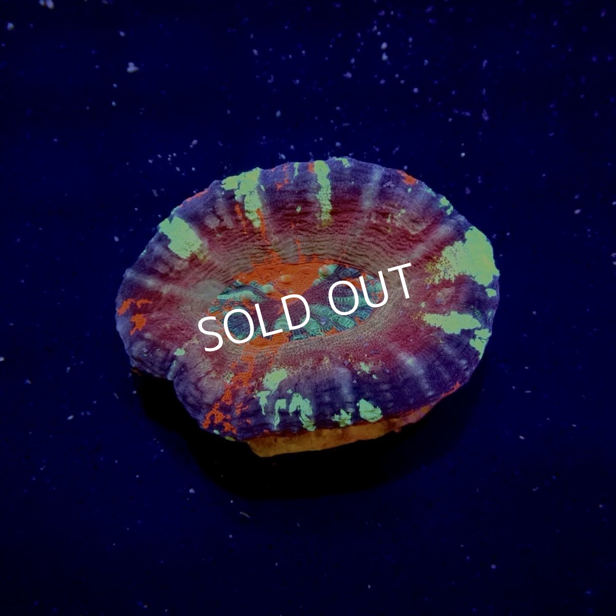 画像1: ■SALE■スコリミア  No.10 (1)