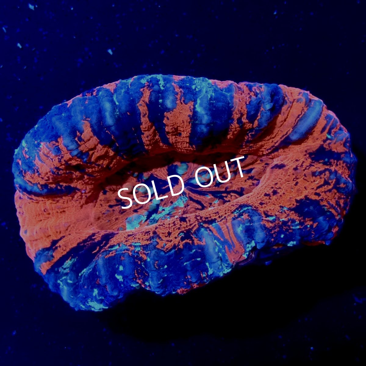 画像1: ■SALE■スコリミア  No.8 (1)