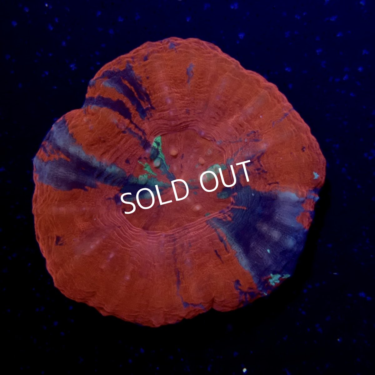 画像1: ■SALE■スコリミア  No.6 (1)