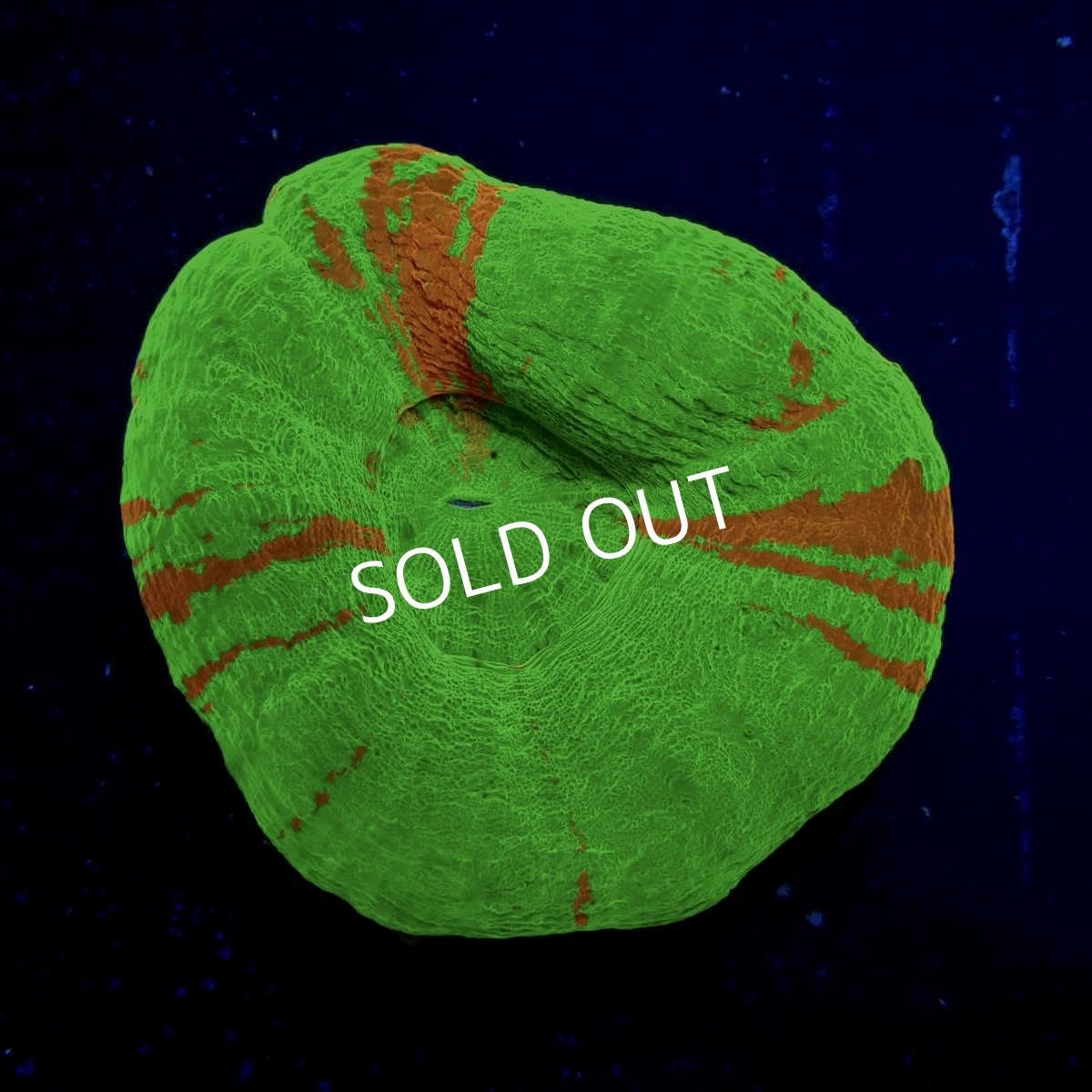 画像2: ■SALE■スコリミア  No.1 (2)