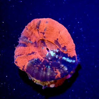 ハナガササンゴ Red - 海水魚専門店 ceppo onlinestore