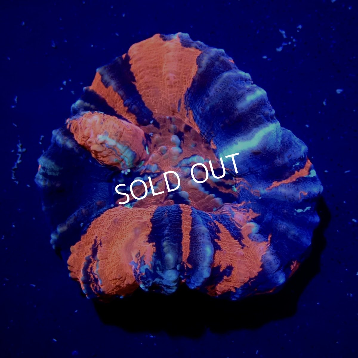 画像1: ■SALE■スコリミア  No.5 (1)