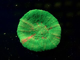 IDN ハナサンゴ Green - 海水魚専門店 ceppo onlinestore