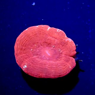 ◎USA◎ ブルーアガベス USAマメスナ アクアリウム マメスナ サンゴ