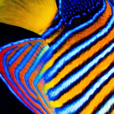 画像2: ■SALE■ニシキヤッコ 紅海産 No.1 (2)