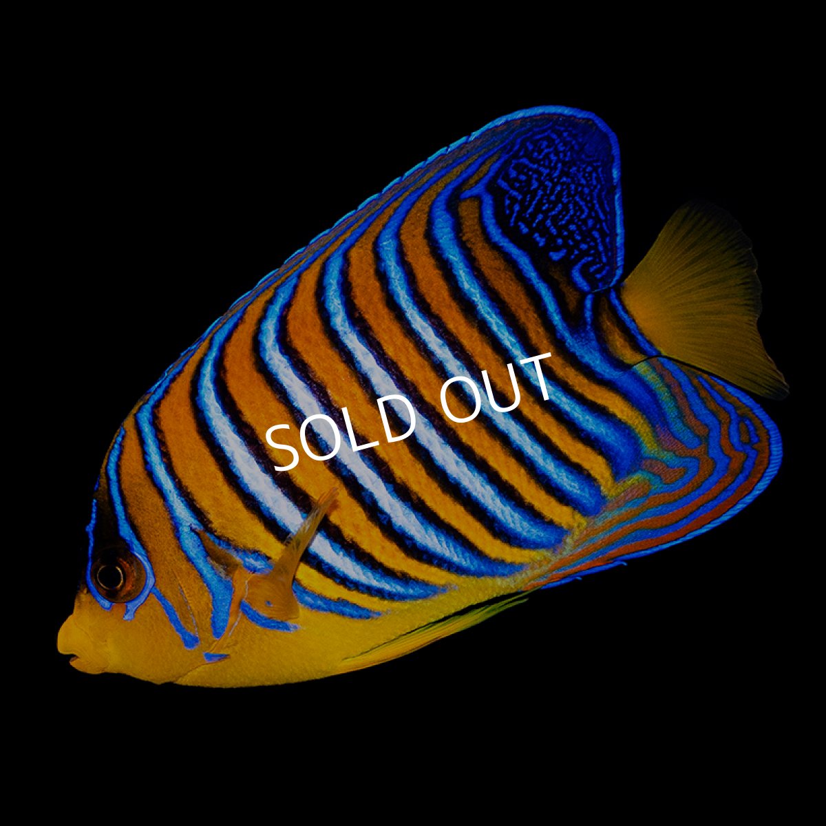 画像1: ■SALE■ニシキヤッコ 紅海産 No.2 (1)