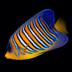 画像1: ■SALE■ニシキヤッコ 紅海産 No.2 (1)