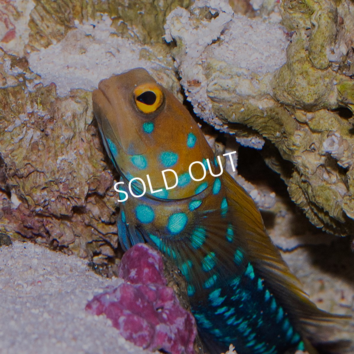 画像2: ■SALE■ブルースポッテッドジョーフィッシュ No.2 (2)