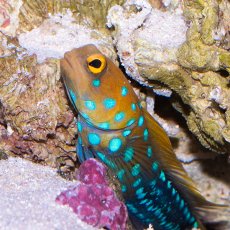 画像2: ■SALE■ブルースポッテッドジョーフィッシュ No.2 (2)