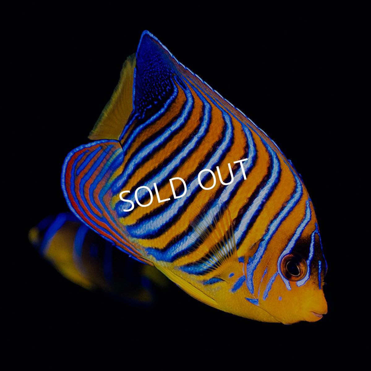 画像3: ■SALE■ニシキヤッコ 紅海産 No.1 (3)