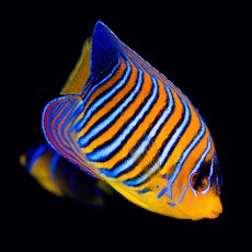 画像3: ■SALE■ニシキヤッコ 紅海産 No.1 (3)