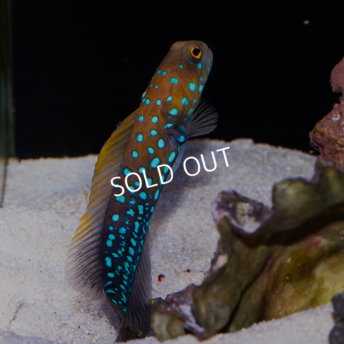 画像2: ■SALE■ブルースポッテッドジョーフィッシュ No.1 (2)